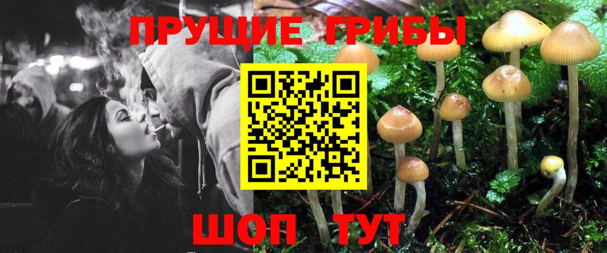 Псилоцибиновые грибы мицелий Донской