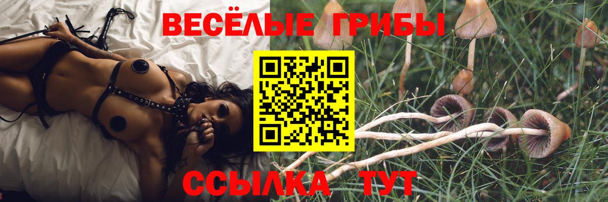хочу наркоту  Вход с VPN  Донской  Галлюциногенные грибы прущие грибы 